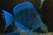 Acanthurus-coeruleus Chirurgien bleu-Bonaire Buddy Reef-11m-20180218nuit-Denis-ADER-DSC_6376_tn